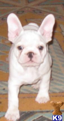 Puppies in Wynona