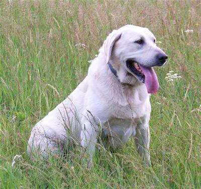 Stud Dogs in MN