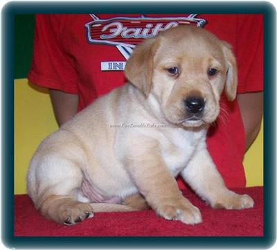 Puppies in EAST CENTRAL