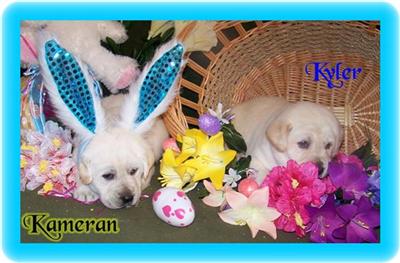 Puppies in EAST CENTRAL