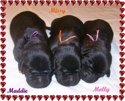 Puppies in EAST CENTRAL
