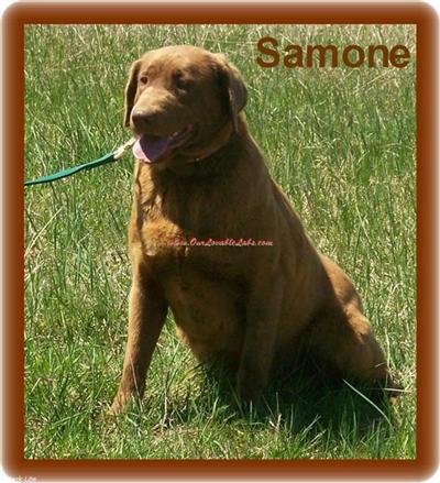 Dogs - Labrador Retriever