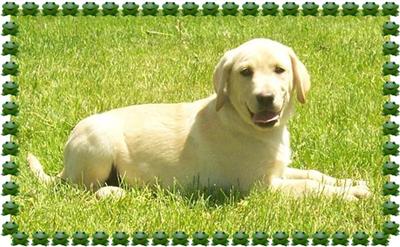 Puppies in EAST CENTRAL