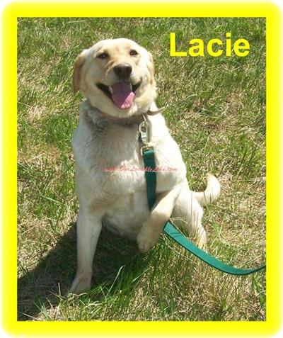 Dogs - Labrador Retriever