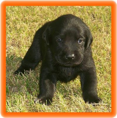 Puppies in EAST CENTRAL