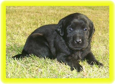 Puppies in EAST CENTRAL