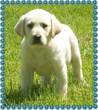Puppies in MN