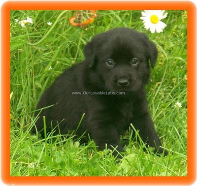 Puppies in MN