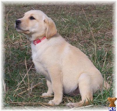 Puppies in MN