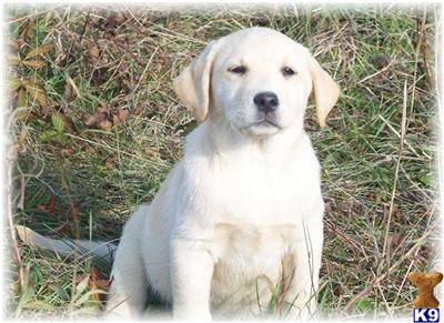 Puppies in MN