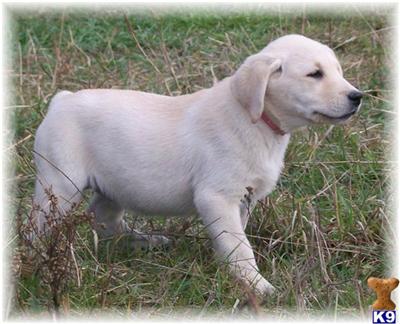 Puppies in MN