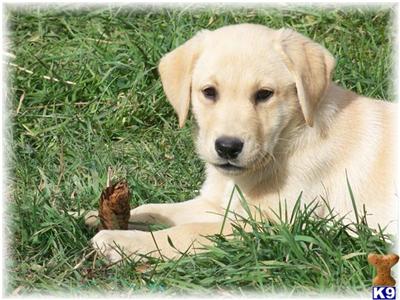 Puppies in MN