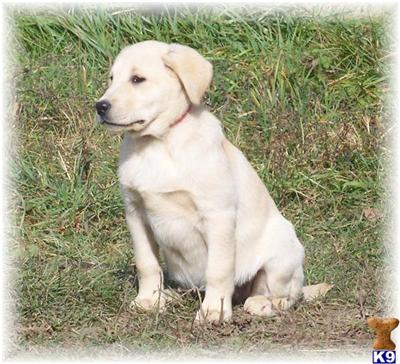 Puppies in MN