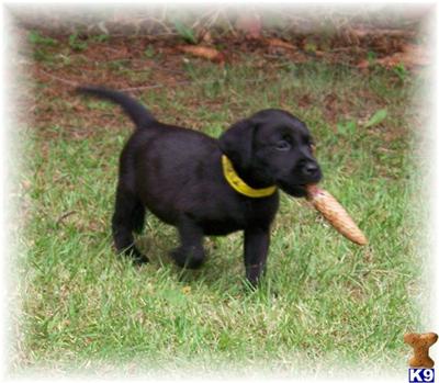Puppies in MN