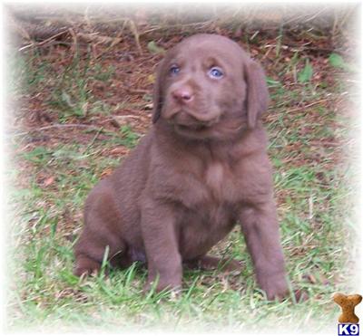 Puppies in MN