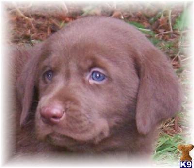 Puppies in MN