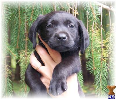 Puppies in MN