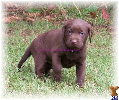 Puppies in MN