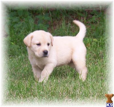 Puppies in MN