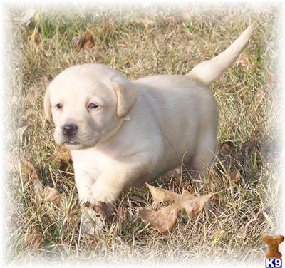 Puppies in MN