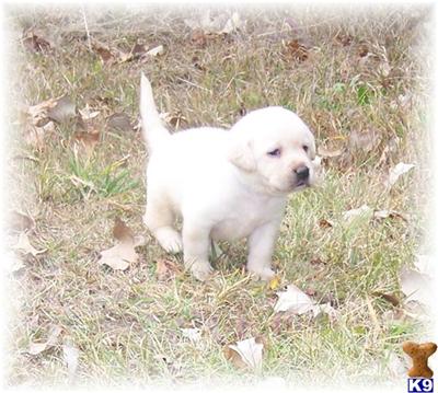 Puppies in MN