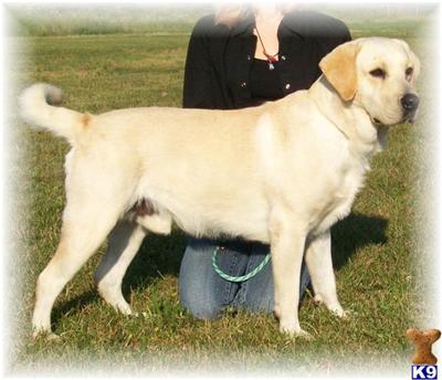 Stud Dogs - Labrador Retriever