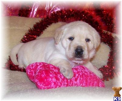 Puppies in MN