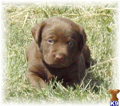 Puppies in MN