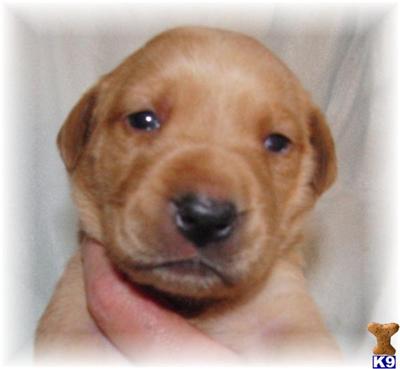 Puppies in MN