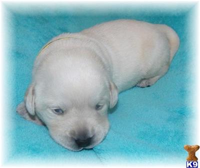 Puppies in MN