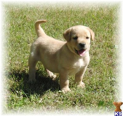 Puppies in MN