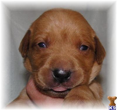 Puppies in MN