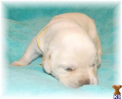 Puppies in MN