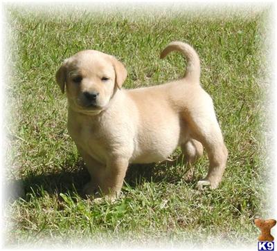 Puppies in MN