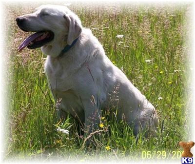 Stud Dogs - Labrador Retriever