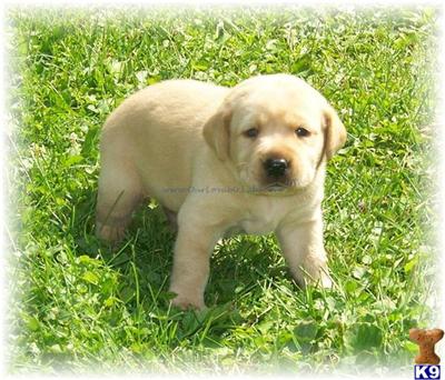 Puppies in MN