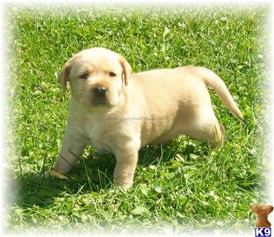 Puppies in MN