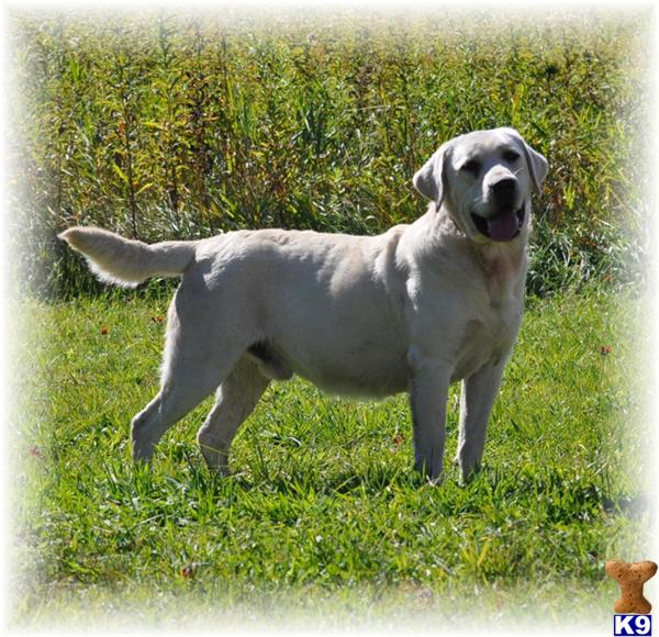 Stud Dogs - Labrador Retriever