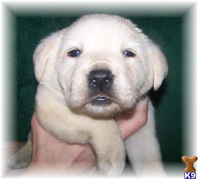 Puppies in MN