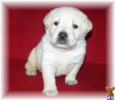 Puppies in MN