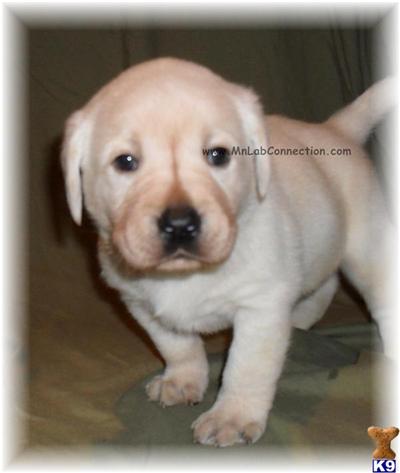 Labrador Retriever Puppies for Sale
