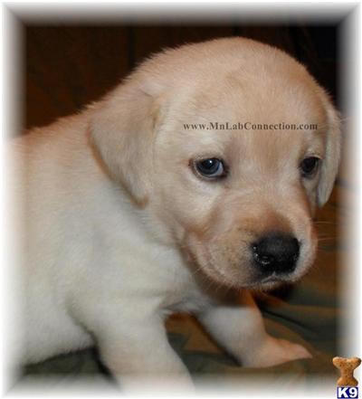 Labrador Retriever Puppies for Sale