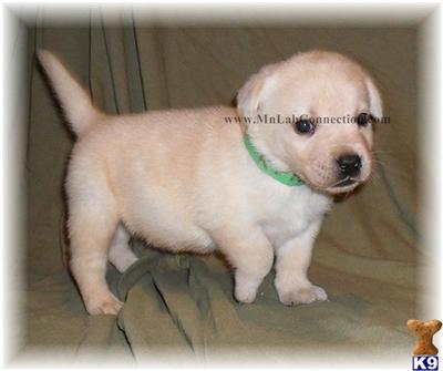 Labrador Retriever Puppies for Sale