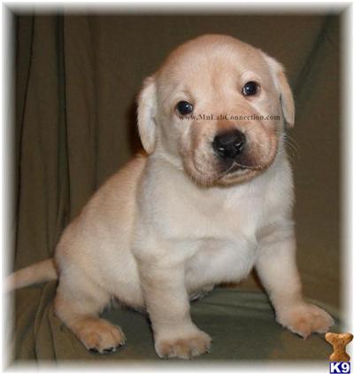 Labrador Retriever Puppies for Sale
