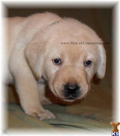 Labrador Retriever Puppies for Sale
