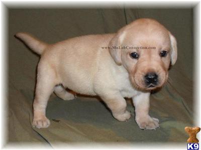 Labrador Retriever Puppies for Sale