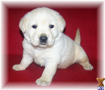 Puppies in MN