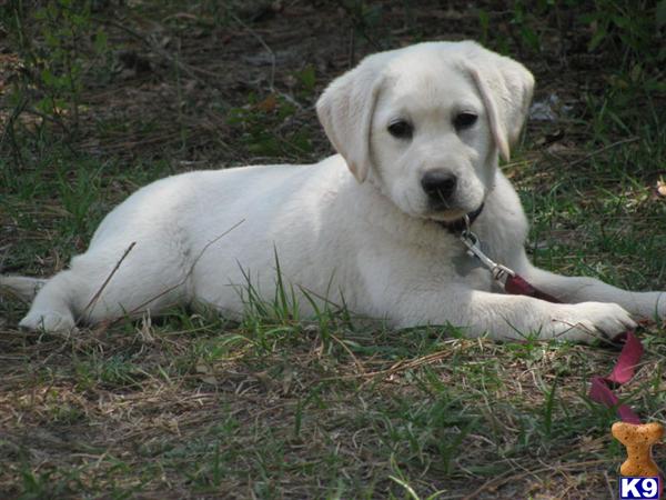 Puppies in MN