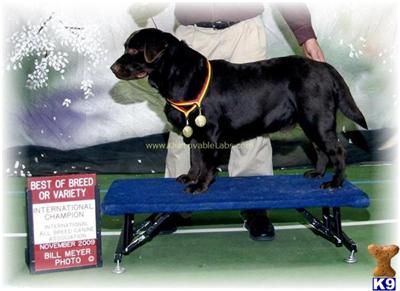 Stud Dogs in MN