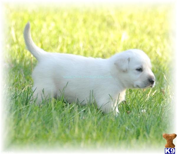 Puppies in MN